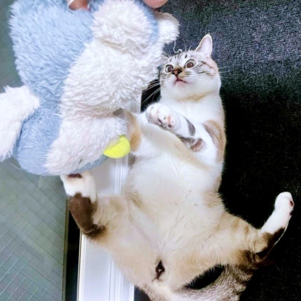 遊ぶの大好き！ 健康に成長したちくわん（画像提供：やくまろさん）