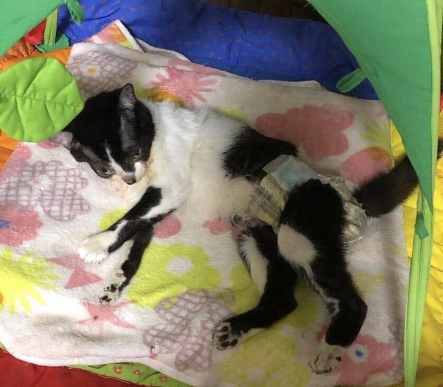 家族の一員になったゆずちゃん