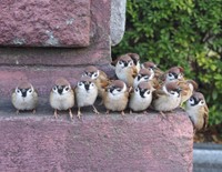 風が強すぎて寒いので、みんなで固まるすずめたち（提供：ちゅんちゅんさん）