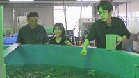 世界初「サケの完全養殖」へ　岡山理科大学で好適環境水を使った実験進む