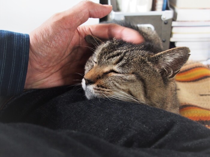 人の手が大好きな元気ちゃん