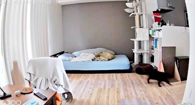 あさりちゃんは、迷わず、玄関のほうへ走っていきました（画像提供：黒猫あさりさん）