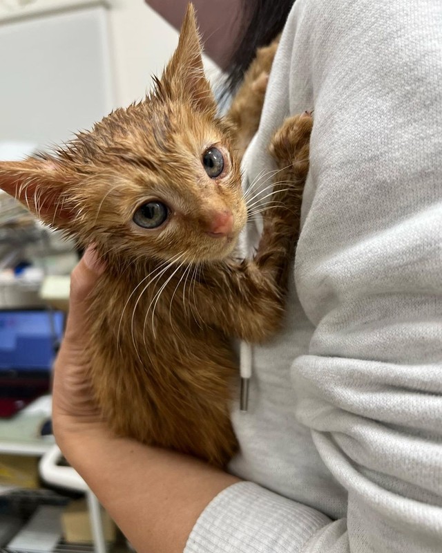 退院時。体は先生が洗ってくれて少しきれいになりました