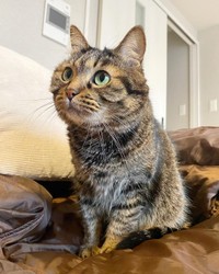 おやつをガン見＝kitto_kijitora