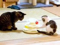 子猫時代、先住猫のココちゃん（左）と一緒におもちゃで遊ぶリボンちゃん（画像提供：ココ･リボンさん）