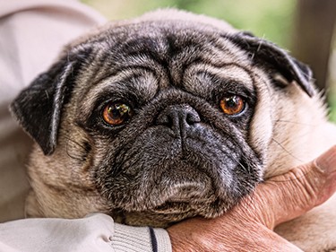 高齢者のペット飼育　動物の見極めと、もしもの時の準備が必要