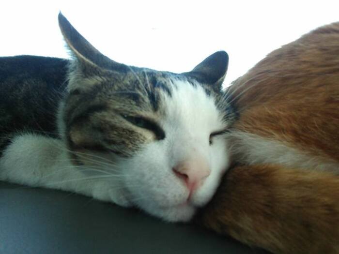 ボビを連れ帰り、代わりに連れ出されたエンマ。東日本大震災の一カ月後に生まれたエンマも、もう10歳！立派にシニア猫の仲間入りです。