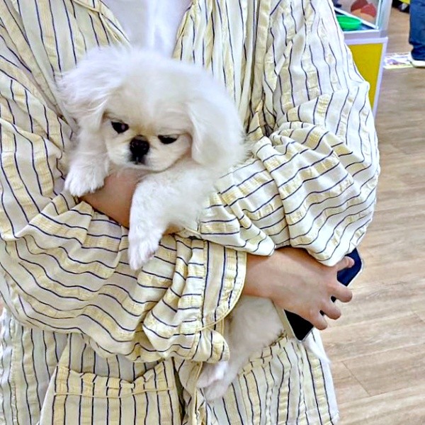 お迎えしたときのペっぺちゃん（画像提供：ペっぺさん）