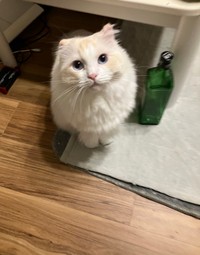 飼い主さんが出掛ける時、こんな目で見つめます（「ラグドールのひくわ」さん提供）