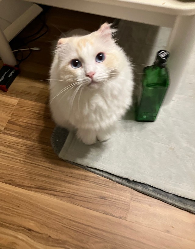 飼い主さんが出掛ける時、こんな目で見つめます（「ラグドールのひくわ」さん提供）