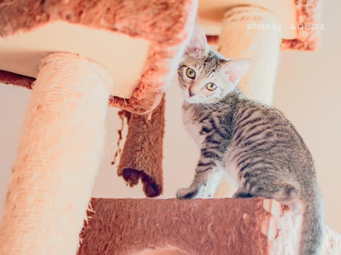 なんとビニール袋にいれて川沿いに捨てられていた経歴を持つ子猫ちゃん。今ではすっかり甘えん坊に。家族を探しています！