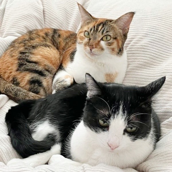 仲良く一緒にくつろぐ先住猫のひなちゃん（奥）とリンちゃん（手前）（画像提供：ひなてまリンさん）