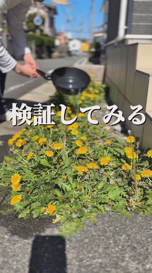 たんぽぽに熱湯をかけてみると…／こばさん提供
