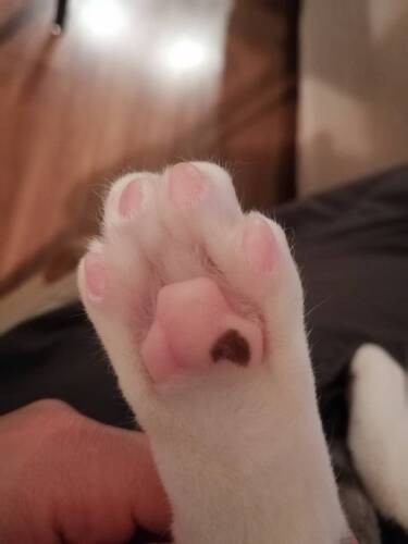 これぞ眼福。猫神は細部に宿る（愛子さん提供）