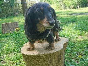 いつものお散歩道でプチ休憩中～！　ミニチュアダックス「ゆず」