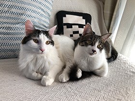 姉妹の保護猫「おこめ」と「のりたま」、やんちゃざんまい