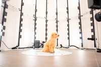 犬は「待て」ができれば比較的簡単に撮れる（画像提供：レジスタ株式会社）