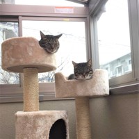 あの頃、外から眺めていたテラスにジョバンニくん（左）と一緒にキャンディーちゃん