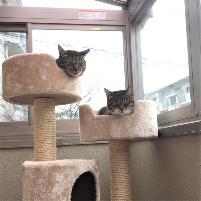 あの頃、外から眺めていたテラスにジョバンニくん（左）と一緒にキャンディーちゃん