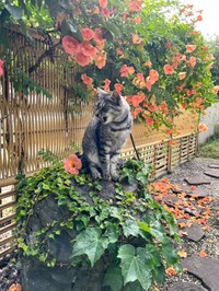 お散歩は欠かせない＝sachie717さん提供