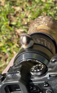 木の枝と勘違いしてカメラに止まるエナガ（提供：daffy@お散歩探鳥&遠征探鳥♪さん）