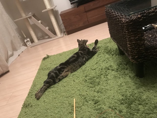 遊び疲れたニャー