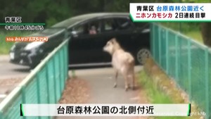 仙台市の台原森林公園近くでニホンカモシカ目撃！　周辺は住宅街　歩道をゆっくり歩く