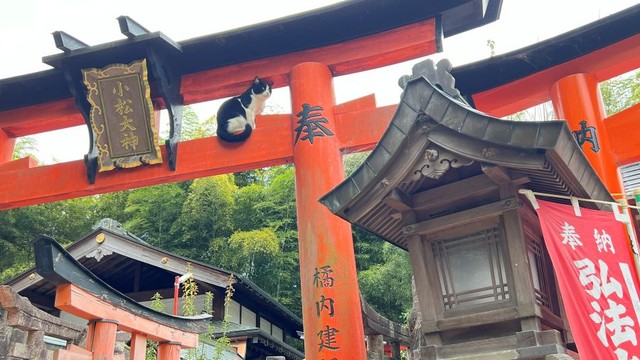 こちらを振りむく猫ちゃん。 ※松村上久郎さん提供