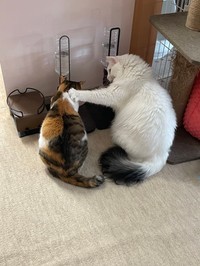 3歳になった白猫が先住の三毛猫の肩に前足を添える。立場が逆転したような一枚／彩～Couleur～ クルールさん（@couleur.aya.couleur）提供