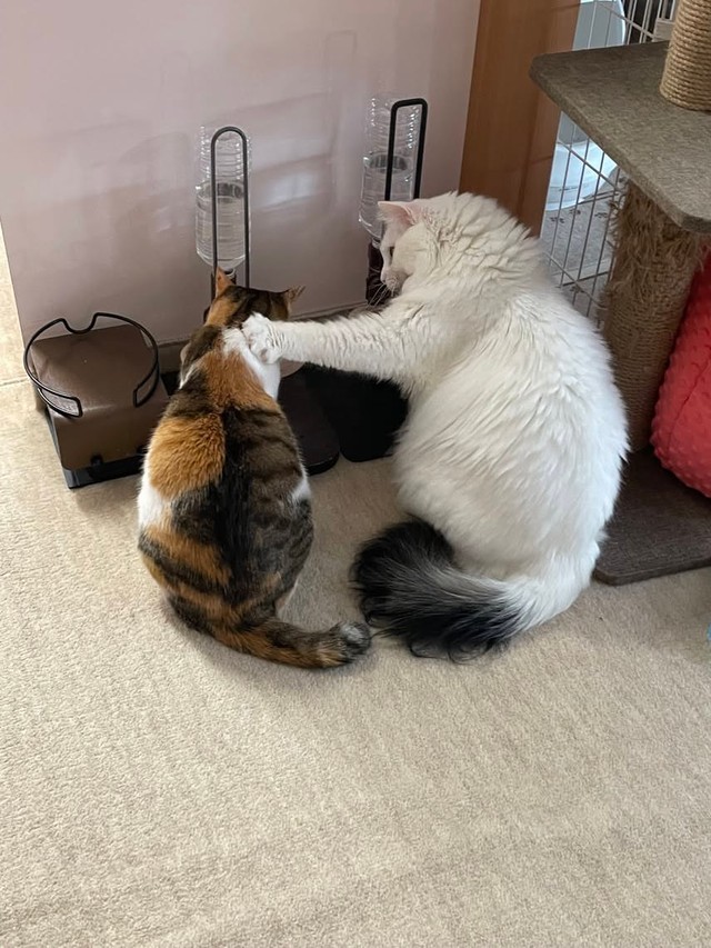 3歳になった白猫が先住の三毛猫の肩に前足を添える。立場が逆転したような一枚／彩～Couleur～ クルールさん（@couleur.aya.couleur）提供