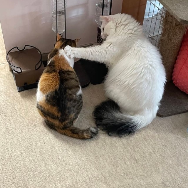 3歳になった白猫が先住の三毛猫の肩に前足を添える。立場が逆転したような一枚／彩～Couleur～ クルールさん（@couleur.aya.couleur）提供
