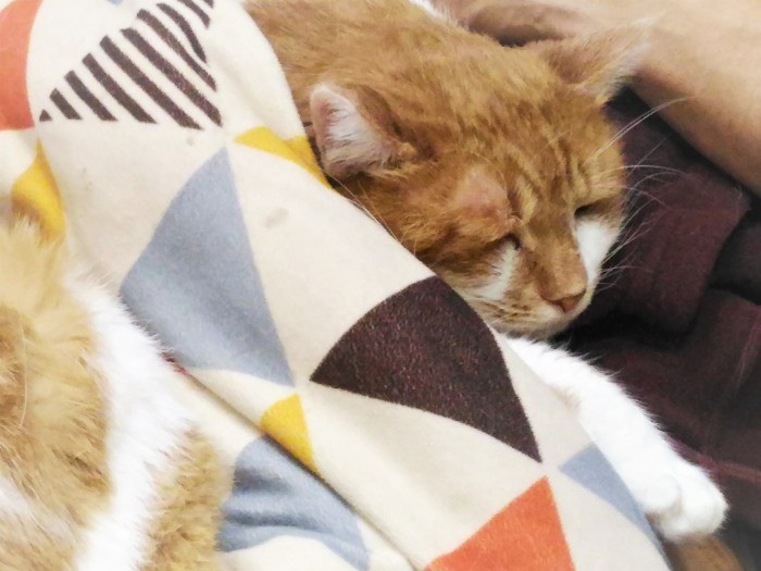 父さんの膝の上で甘える(友さん提供)