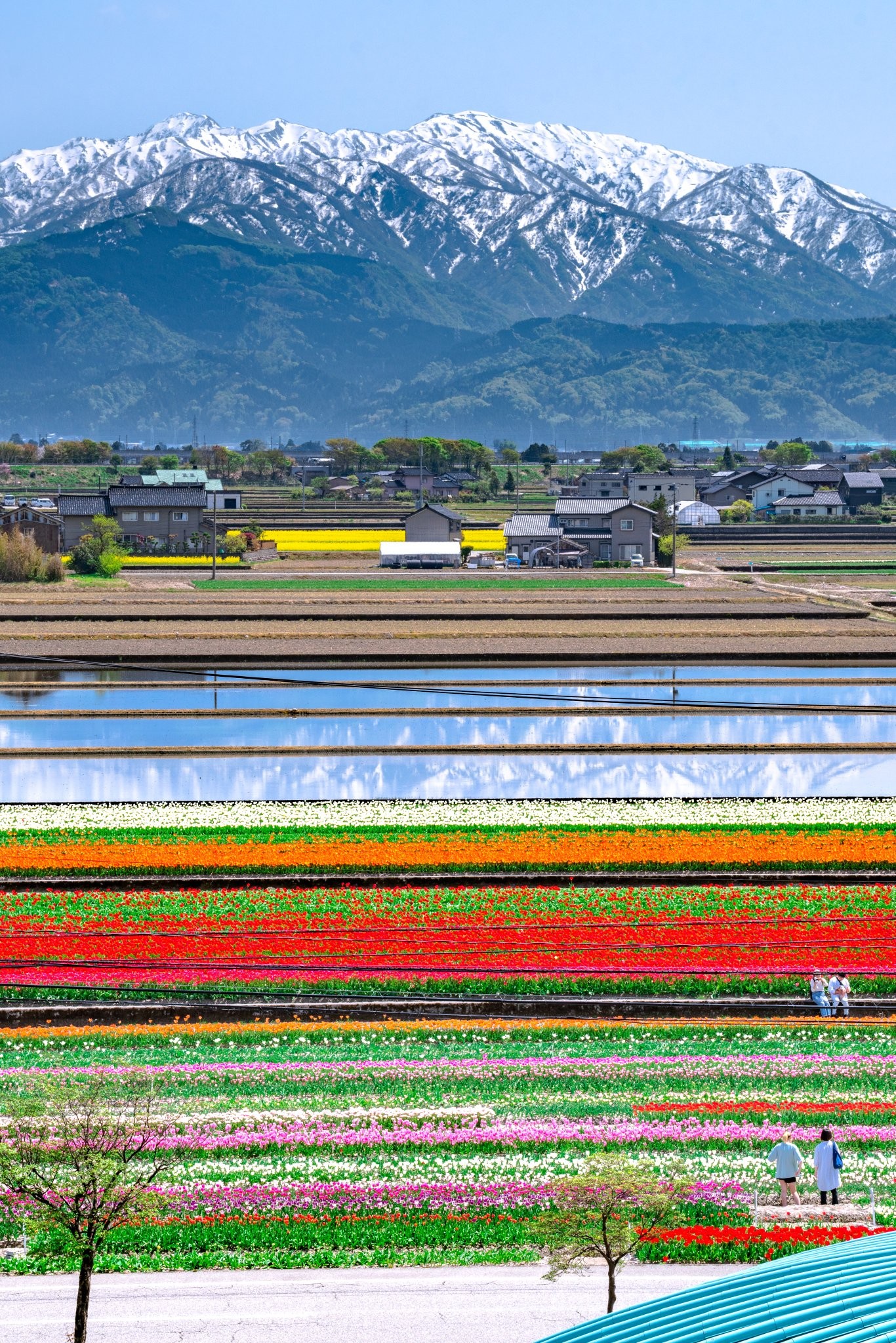 富山の田んぼがすごい」 3万本のチューリップ＆立山連峰との絶景