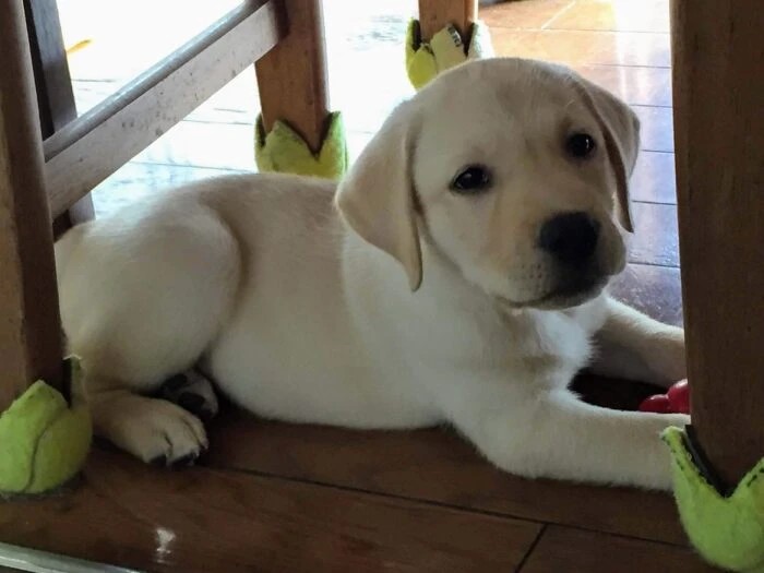 家にきたころの「ベル」


