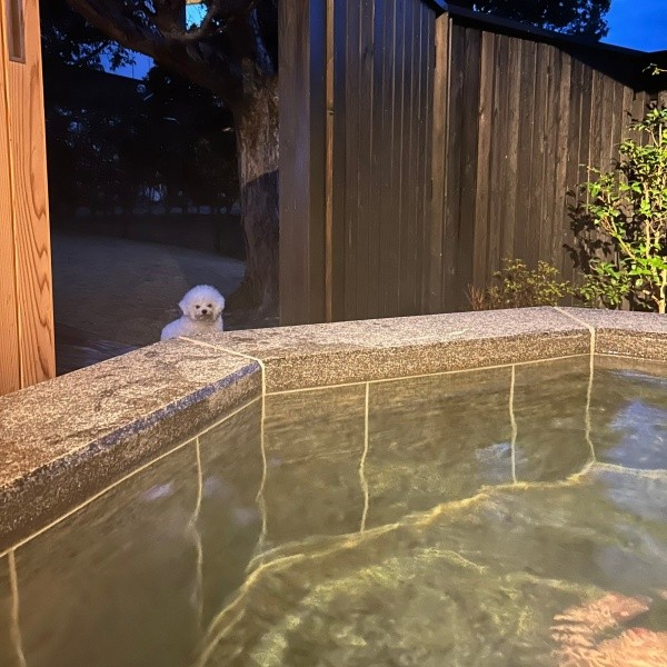 ドッグラン側からも露天風呂をチェックしに来たぴぷすくん（画像提供：しろいぬ（ぴぷす）さん）
