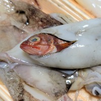 イカのさばかれた部分から頭を出す魚／投稿主さん提供