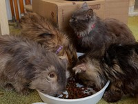 最初は食事を受け付けなかった猫たちも、Equal Lifeでの生活に慣れると徐々に食べるように