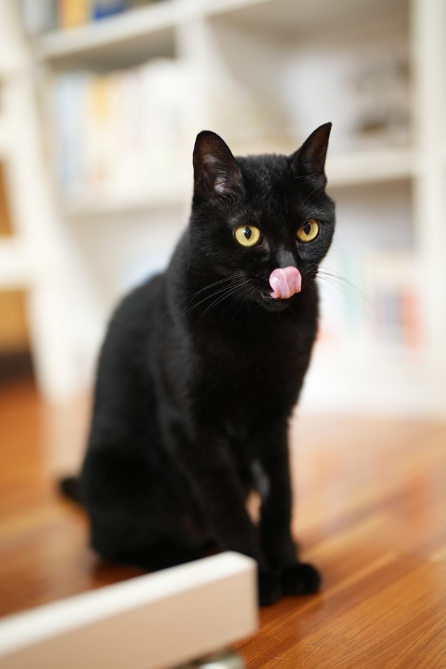 看板猫の役割は他の猫に譲り「夕方になると２階の自宅から降りてきて、ちゃんとやってるか様子を見にくることが多いですね」（山根さん）