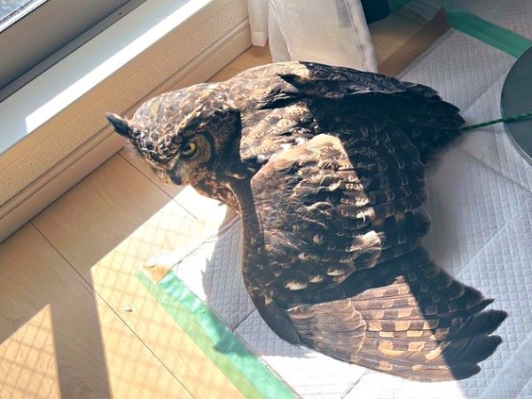 「何か？」 日向ぼっこを満喫し、きょとん顔で起き上がるアルタイルちゃん（画像提供：アフワシのアルタイルさん）