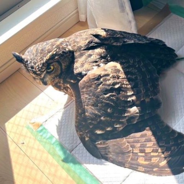 「何か？」 日向ぼっこを満喫し、きょとん顔で起き上がるアルタイルちゃん（画像提供：アフワシのアルタイルさん）