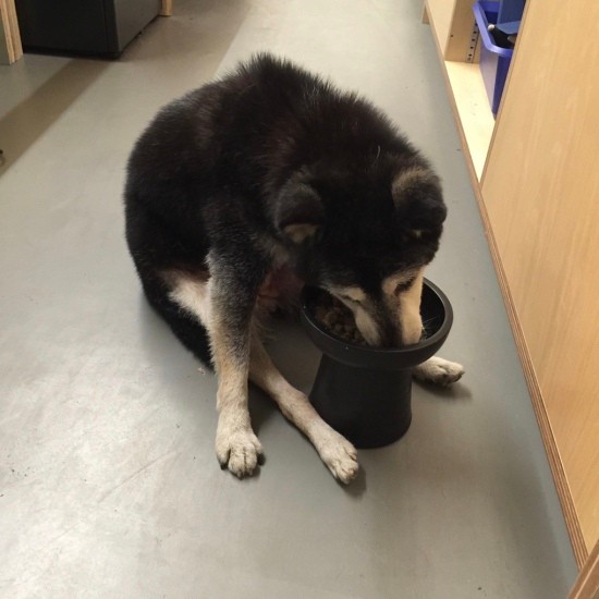 テディベア座りのチョコ