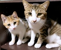 そろって飼い主さんを見つめる（左から）ハナちゃん、ミニくん（画像提供：４匹の猫のママさん）