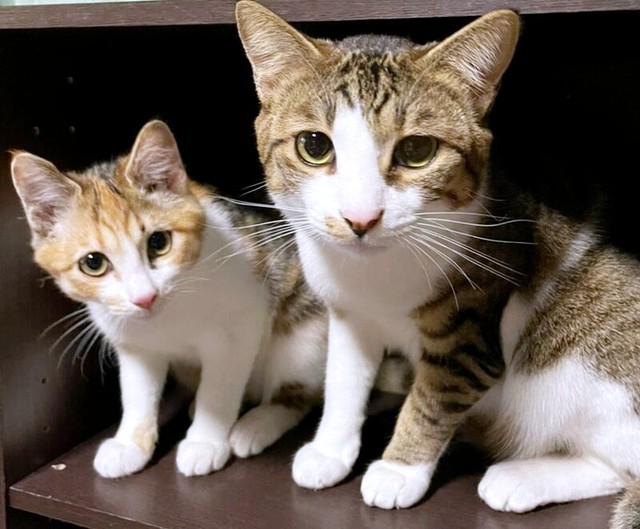 そろって飼い主さんを見つめる（左から）ハナちゃん、ミニくん（画像提供：４匹の猫のママさん）