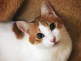 あまりの鳴きっぷりに外出を断念　あのまま出かけてたら、何が……？　雑種猫「レイ」