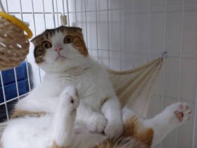 大好きなハンモックでスコ座り　かわいい武闘派、スコ「リリ」　