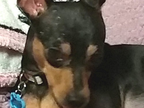 犬好きのみなさん、「ほ・ご・け・ん」に目を向けて