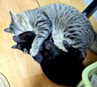 よもぎお姉ちゃんにぎゅっと抱かれるあんずちゃん（画像提供：きのひとまるさん）