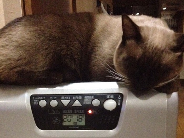 ヒーターの上がお気に入り