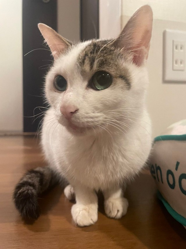 ポーズしてくれるチョコちゃん＝いつでもどこでも猫まみれさん（@moon09_take）提供