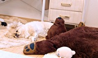 お気に入りのクマのぬいぐるみと一緒に寝そべるどんきちくん（画像提供：ペキのどんきちさん）